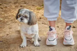 Shih Tzu sits on the forest road at the feet of the owner