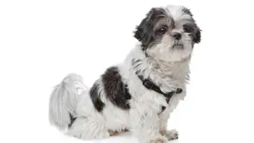black and white Shih Tzu in front of a white background
