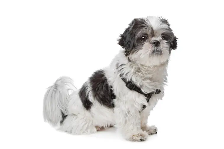 black and white Shih Tzu in front of a white background