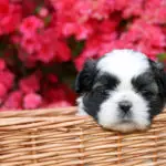 A cute little Shih Tzu puppy in a basket