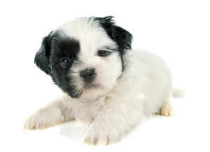 black and white puppy shih tzu in front of white background