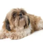 shih tzu dog looking up in front of white background