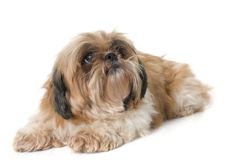 shih tzu dog looking up in front of white background