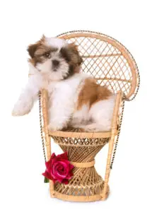 shih tzu puppy in a chair in front of white background