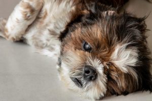 Shih tzu dog sleeping and relaxing on the floor at home