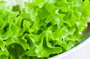 Close up of fresh lettuce in a bowl