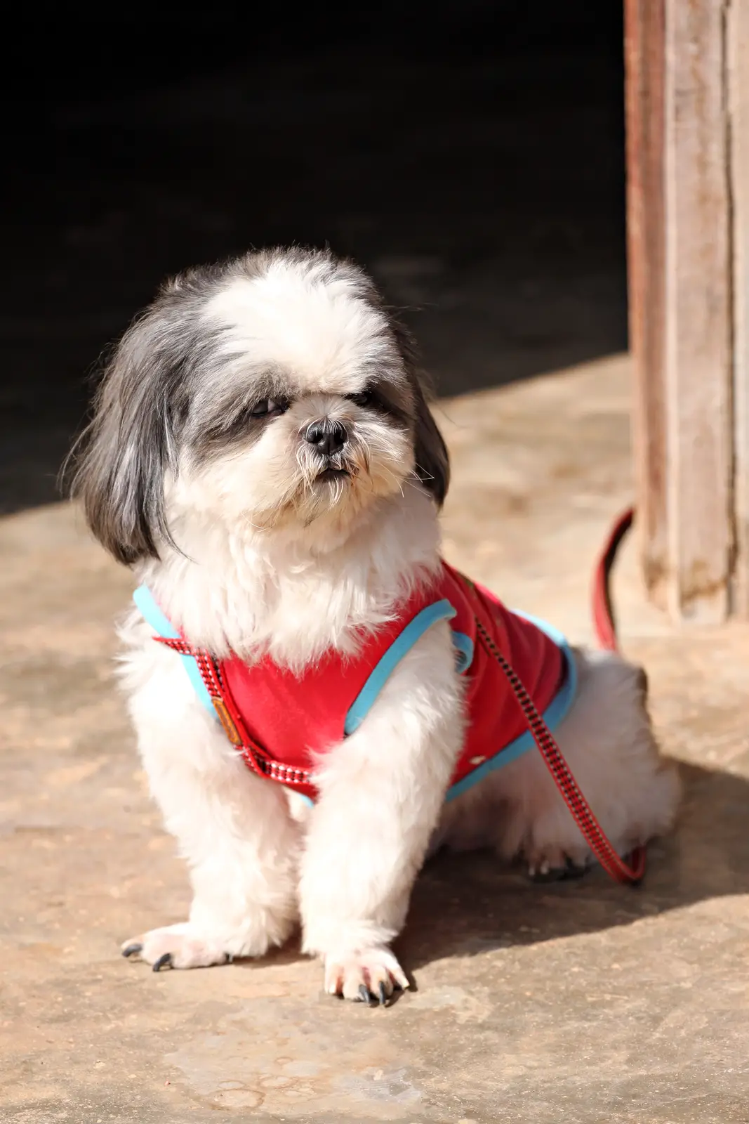 shih tzu outside in a red harness