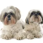 two Shih Tzu in front of white background