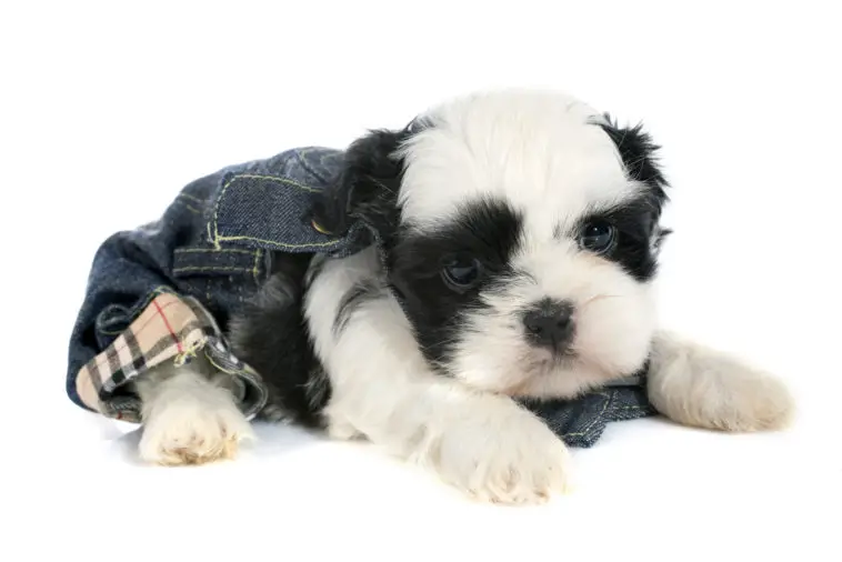 black and white shih tzu in front of white background
