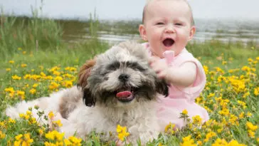 a little baby playing with a shih tzu