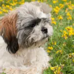 Littleshih tzu puppy in a field of buttercups
