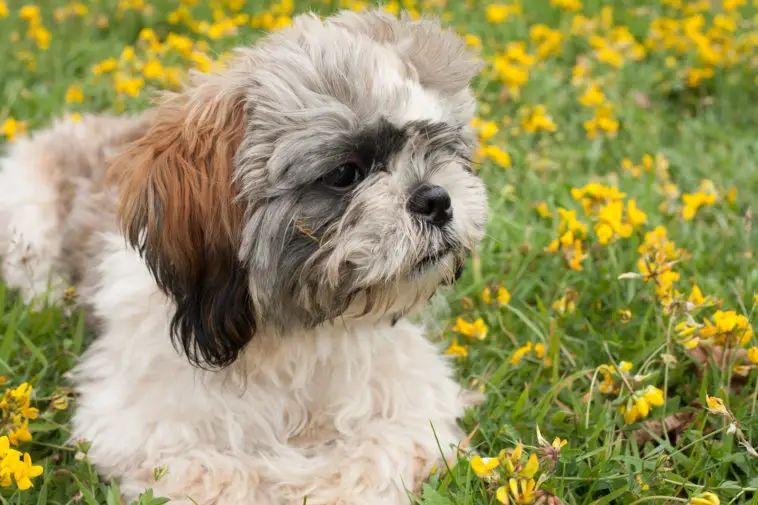 Littleshih tzu puppy in a field of buttercups