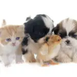 persian kitten , puppy shih tzu and chick in front of white background