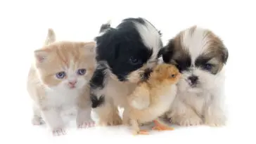 persian kitten , puppy shih tzu and chick in front of white background
