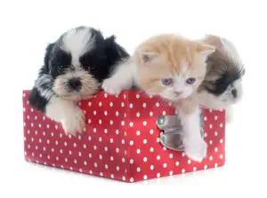 shih tzu puppy and kitten in a red box
