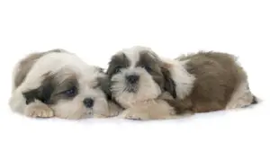 shih tzu puppies in front of white backgroun