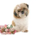shih tzu with roses in front of white background