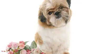 shih tzu with roses in front of white background