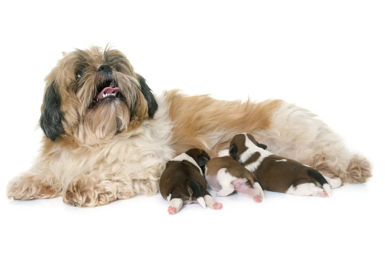 shih tzu dog and puppies in front of white background