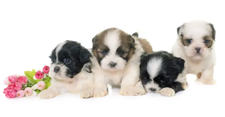 puppies shih tzu in front of white background