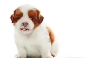 baby shih tzu pedigree dog eating milk from dish bowl