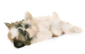 shih tzu puppy in front of white background