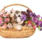 shih tzu puppy in a basket with flowers in front of white background