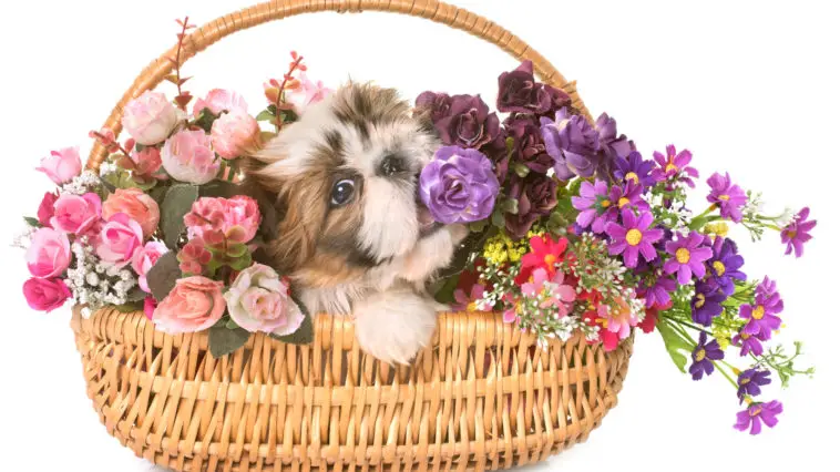 shih tzu puppy in a basket with flowers in front of white background