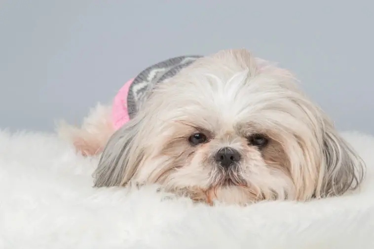 shih-tzu dog lying down at a grey background