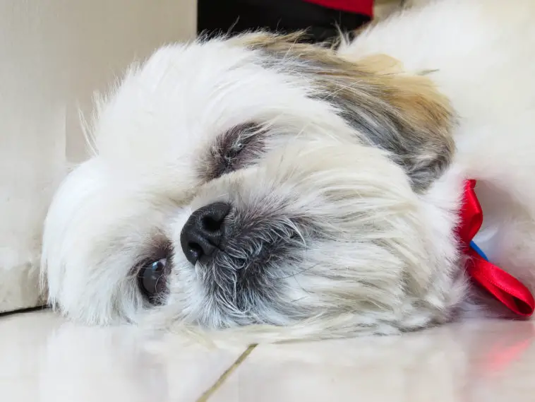 Small white haired shih tzu, lying, almost sleeping, close up on face