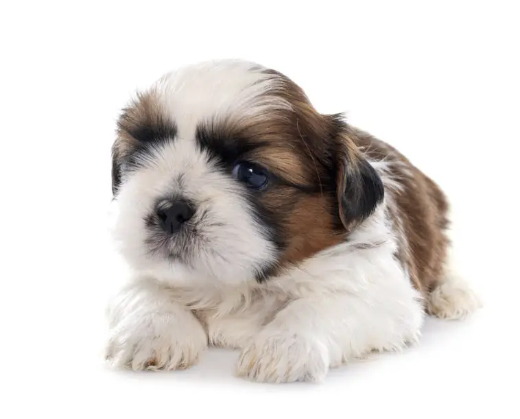 brown and white shih tzu puppy