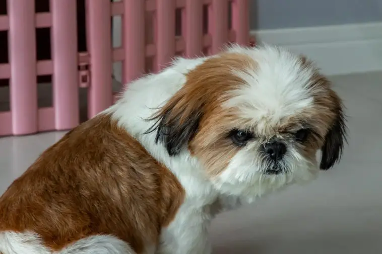 Adorable Shih Tzu dog look at the owner