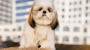 A shih tzu sitting in front of a building on stone