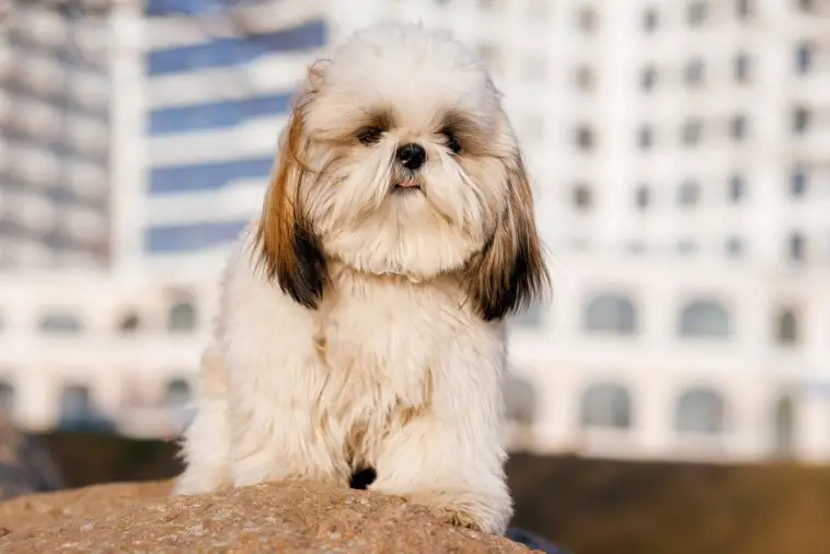 A shih tzu sitting in front of a building on stone