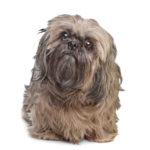 Brown Shih Tzu dog in front of a white background