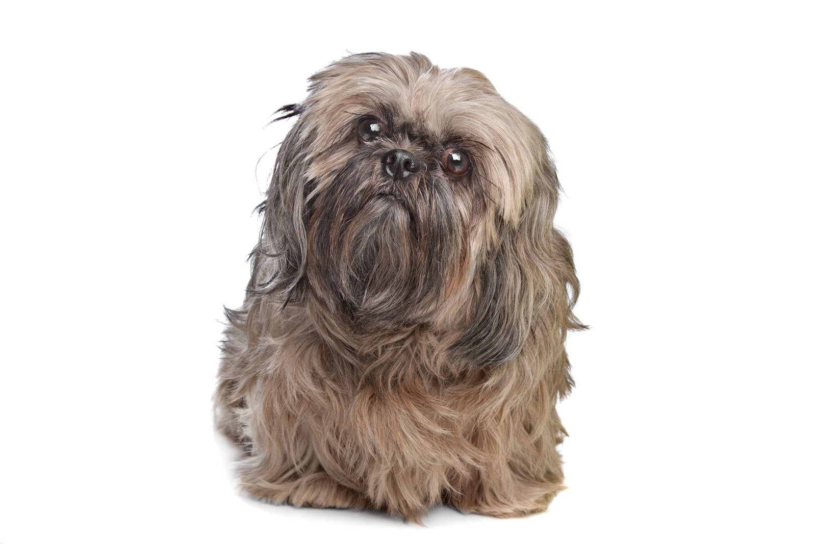 how long does it take for a shih tzu to poop after eating