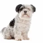shih tzu in front of a white background