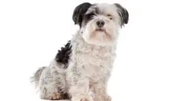 shih tzu in front of a white background