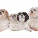 4 shih tzu dogs in front of a white background