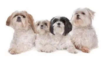 4 shih tzu dogs in front of a white background