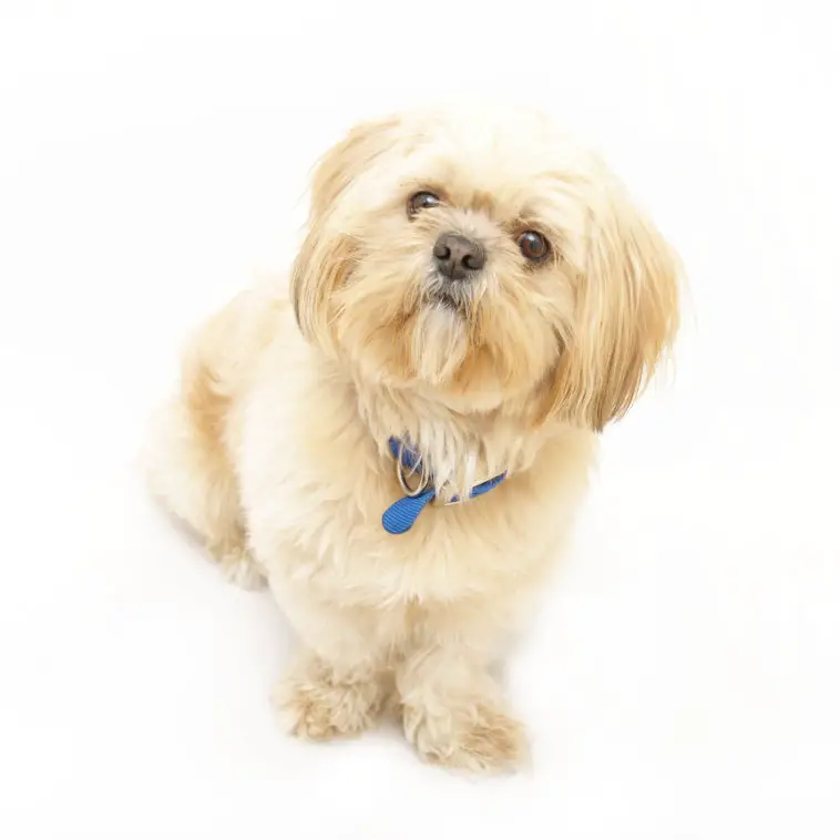 An adorable Shih Tzu dog isolated on white