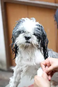 shih tzu taking a shower with soap and water.