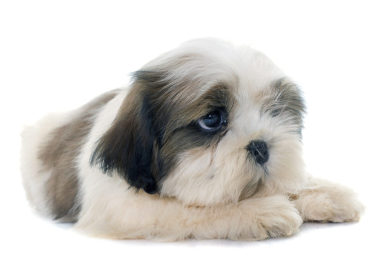 puppy shih tzu in front of white background