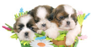 shih tzu puppies in a green basket in front of white background
