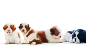 four of shih tzu puppies dog lying with relaxing on white background