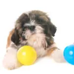 puppy shih tzu in front of white background with colorful balls