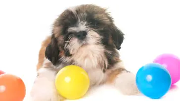 puppy shih tzu in front of white background with colorful balls