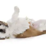 rolling puppy shitzu in front of white background