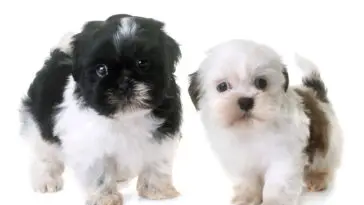 puppies shih tzu in front of white background