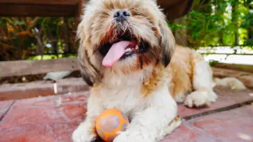 Shih tzu dog is very happy when play ball